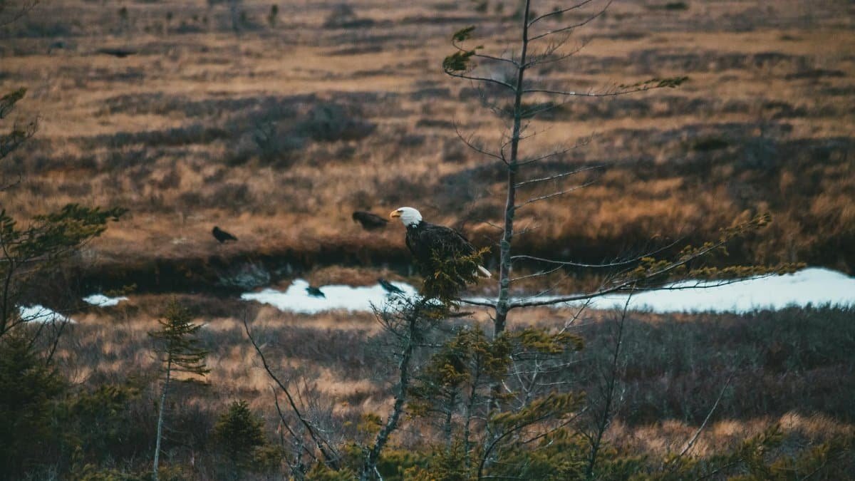 Side view of attentive graceful bald eagle sitting on leafless tree branch and observing environment on dry grassy valley in countryside