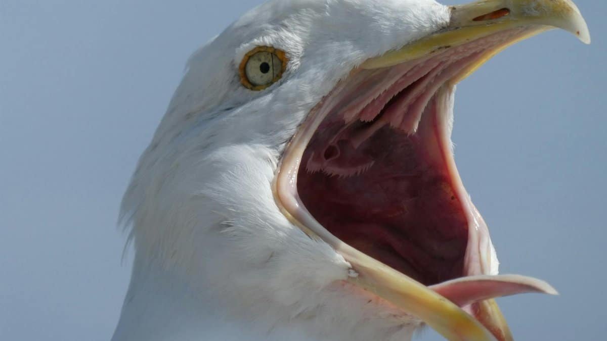 An expressive close-up of a seagull with an open beak in mid-flight, displaying its sharp features.
