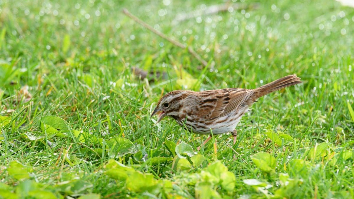 A detailed view of a Song Sparrow foraging on lush green grass with morning dew.