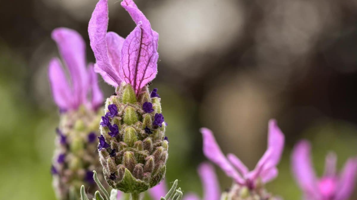Close-up of fresh lavender in full bloom highlighting purple petals and natural beauty.