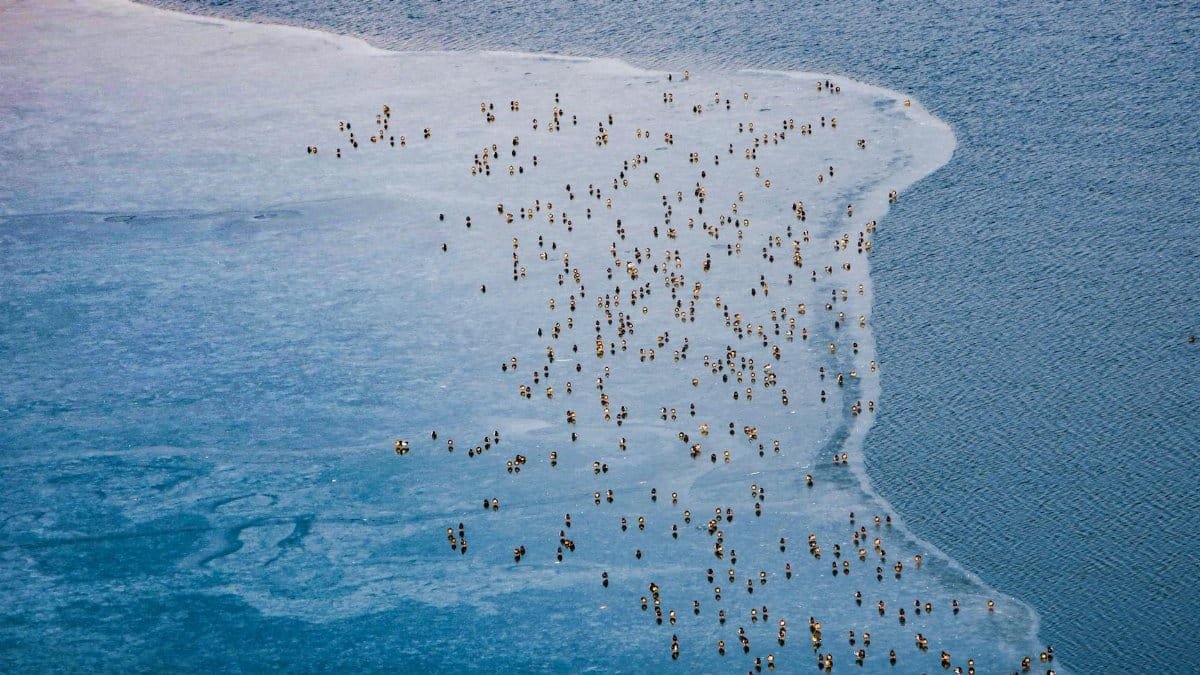 A bird's eye view of a flock of birds gathered on a frozen lake. Ideal for winter nature themes.