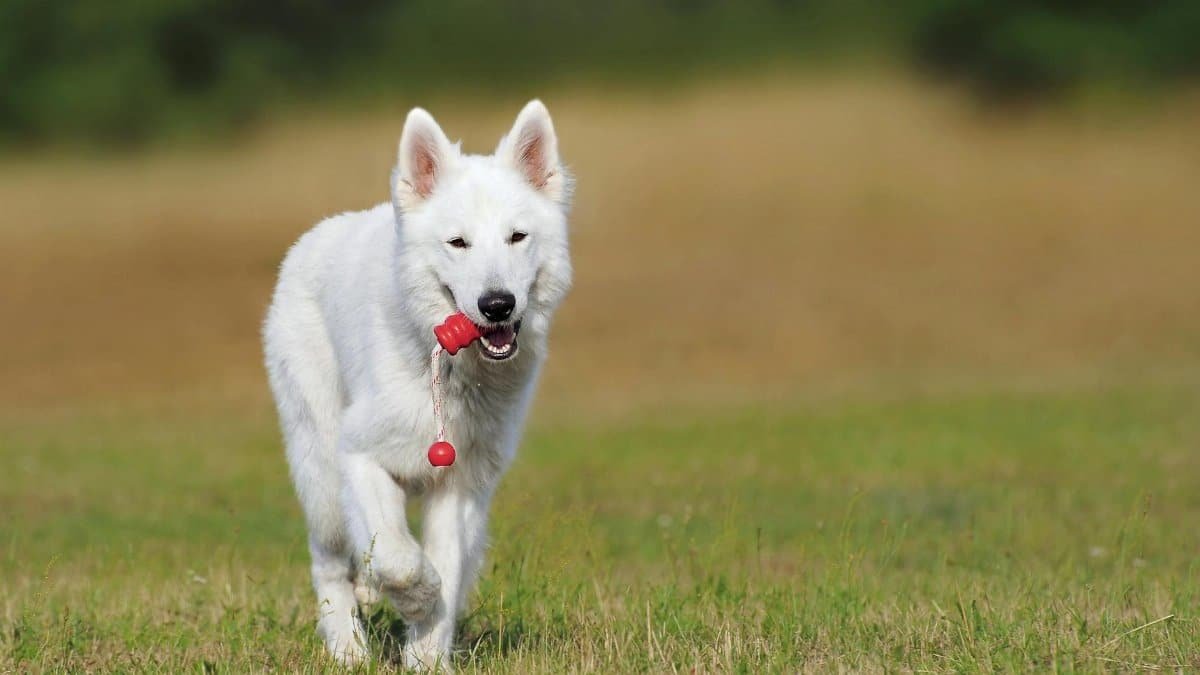 A playful White Swiss Shepherd dog joyfully runs on green grass outdoors with a toy.