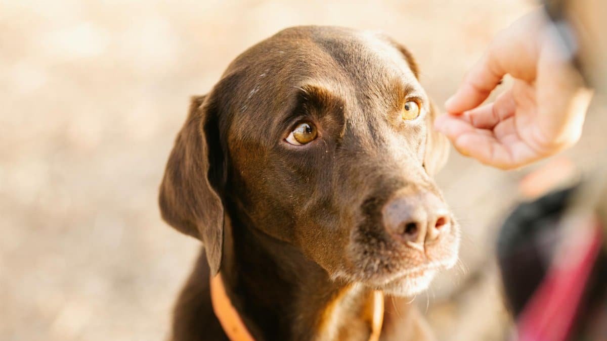 Cute labrador retriever with gentle gaze enjoying sunlight while bonding outdoors.