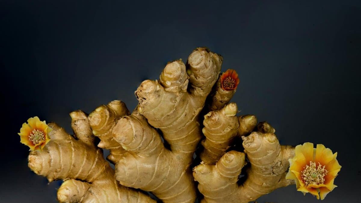 A dramatic still life of ginger root adorned with colorful flowers.