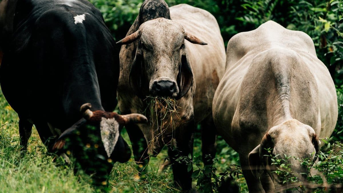 Three cows grazing in a lush green field, captured in a vibrant and natural setting.