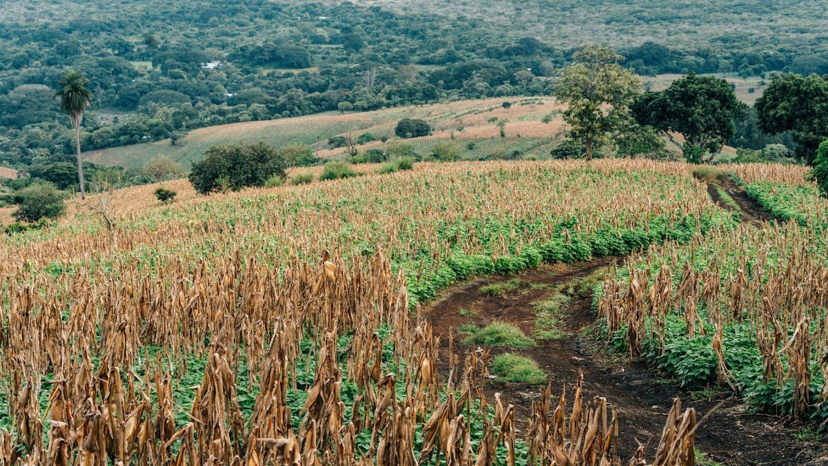 Aerial view of lush green and dry agricultural fields under a cloudy sky.