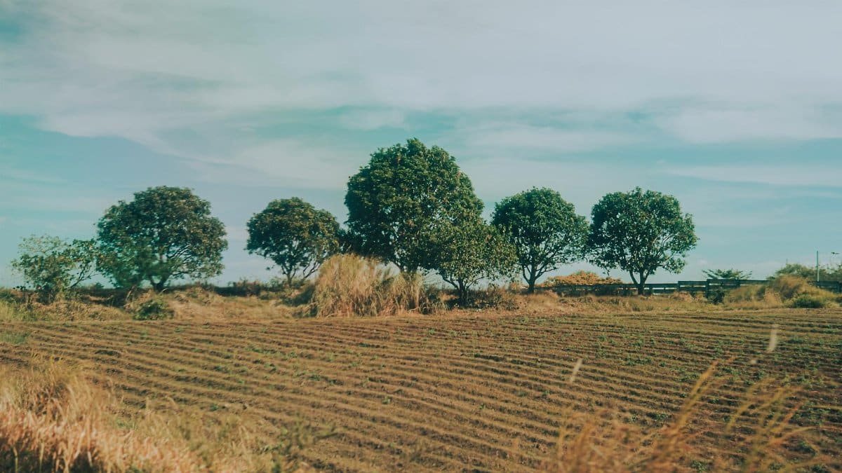 A scenic rural field with neatly lined trees under a blue sky.