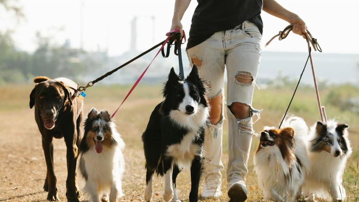 Crop anonymous female owner strolling with group of dogs of different breeds on leashes on rural road in sunny countryside