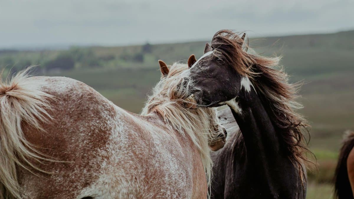 Close-up of two horses bonding in a vast grassland with a gentle breeze.
