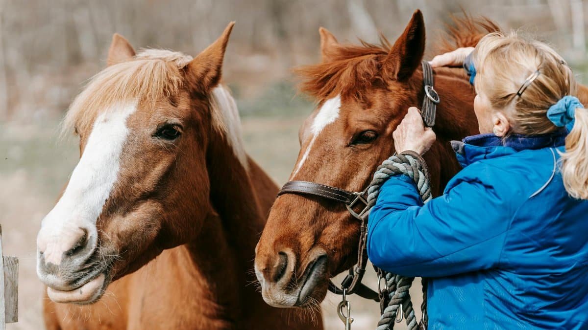 A woman grooming two brown horses in a rural outdoor setting with natural light.