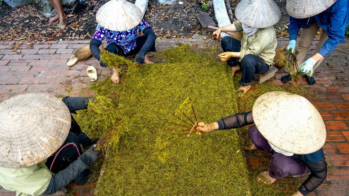 From above group of local workers in hats with special instruments working with dried tea leaves in countryside on paved walkway