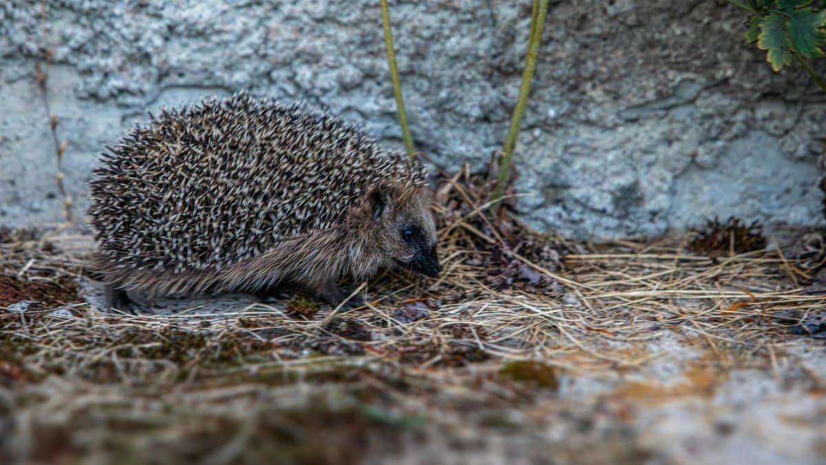 A European hedgehog exploring its outdoor habitat with grass and leaves.