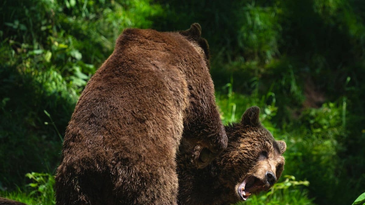 Two brown bears engaged in a playful interaction in a forested sanctuary in Germany.