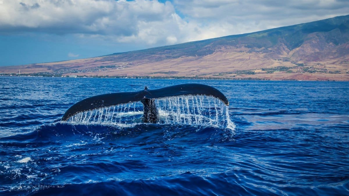 Majestic whale tail splashing in vibrant blue ocean near Hawaii's scenic shoreline.