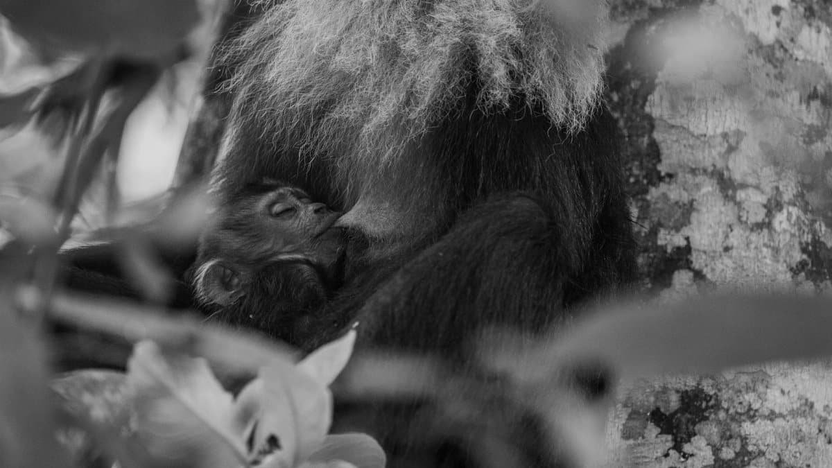 A heartfelt black and white photo capturing a mother monkey nurturing her baby in their natural habitat.