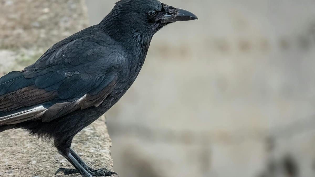 Detailed view of a black crow perched on a concrete wall with blurred background.