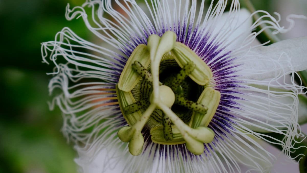 Detailed view of a passionflower highlighting its intricate structure and vibrant colors.