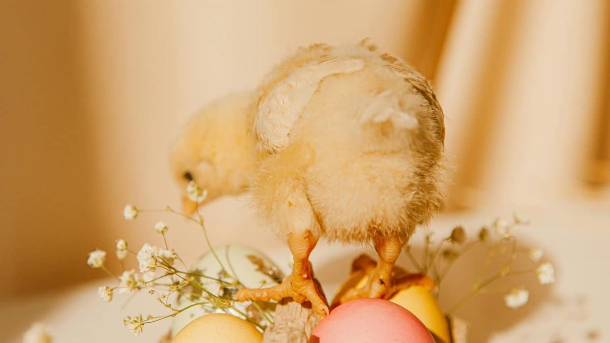 A fluffy chick standing among pastel-colored Easter eggs with soft lighting.