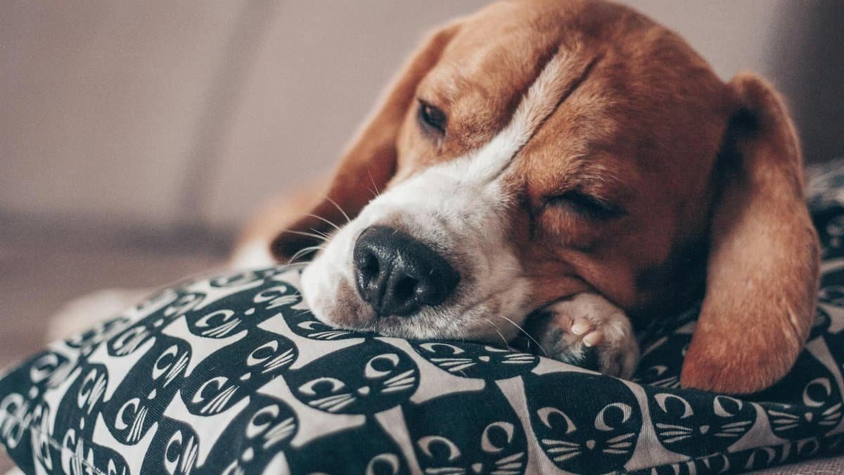 A cute beagle puppy peacefully sleeping on a decorative pillow with cat patterns.