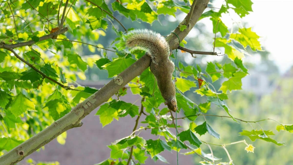 An Eastern gray squirrel hanging upside down on a lush green tree branch during a sunny day.