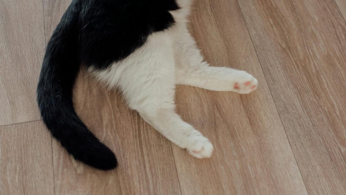 Black and white cat sitting indoors on a wooden floor, featuring paws and tail.