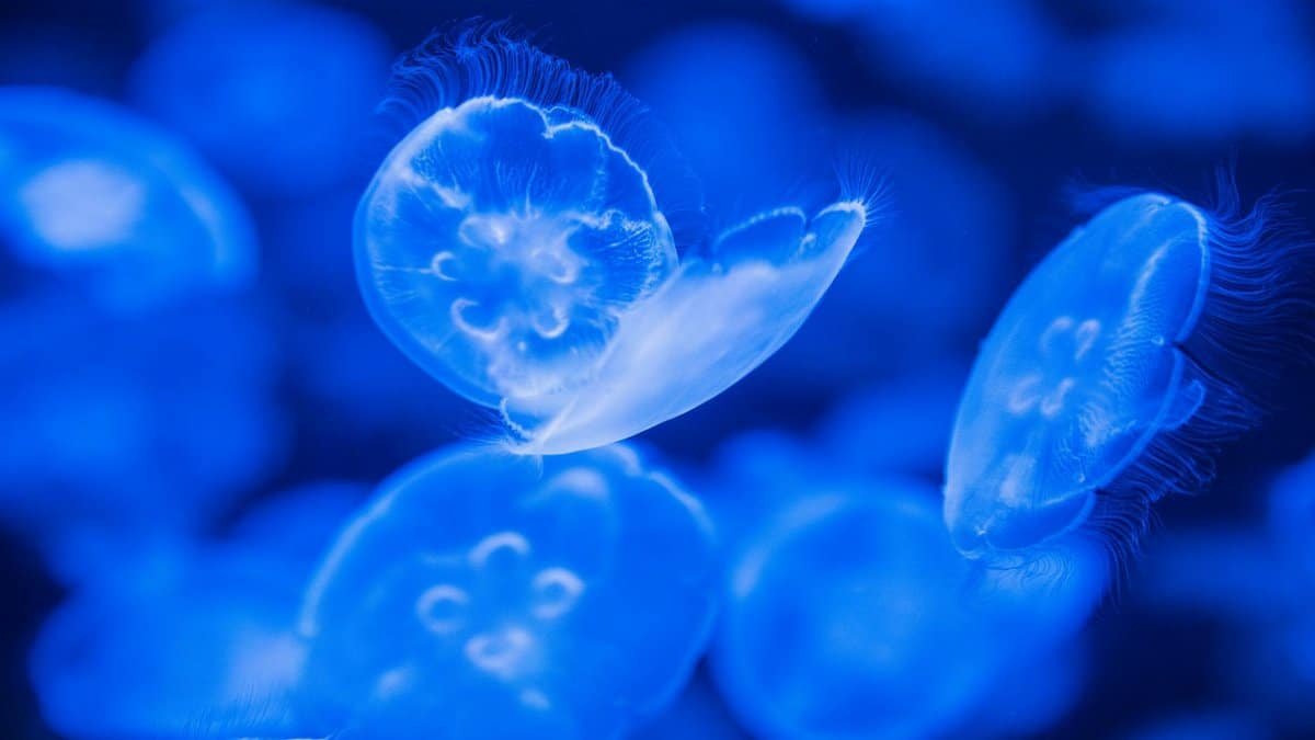 Mesmerizing translucent jellyfish swimming in a vibrant blue aquarium setting.