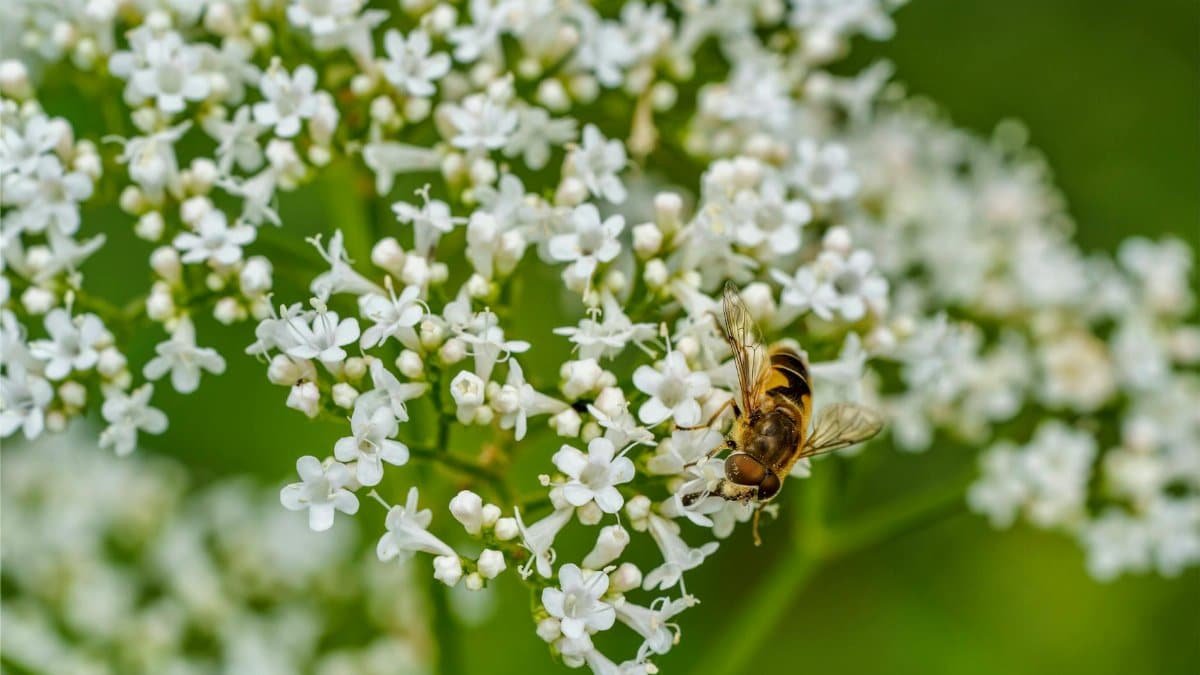 Detailed close-up of a bee pollinating white valerian flowers in full bloom.