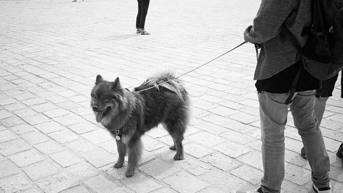 A dog on a leash in a bustling French square, shot in black and white.