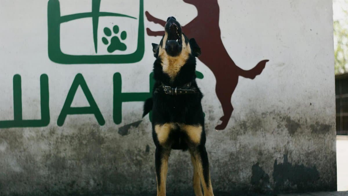 Lively dog barking in front of a colorful mural on an outdoor wall, expressing energy and alertness.