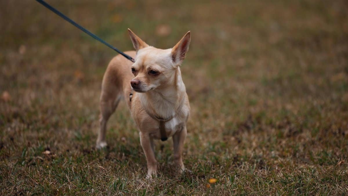 A beige Chihuahua stands on grass with a leash outdoors, looking alert.