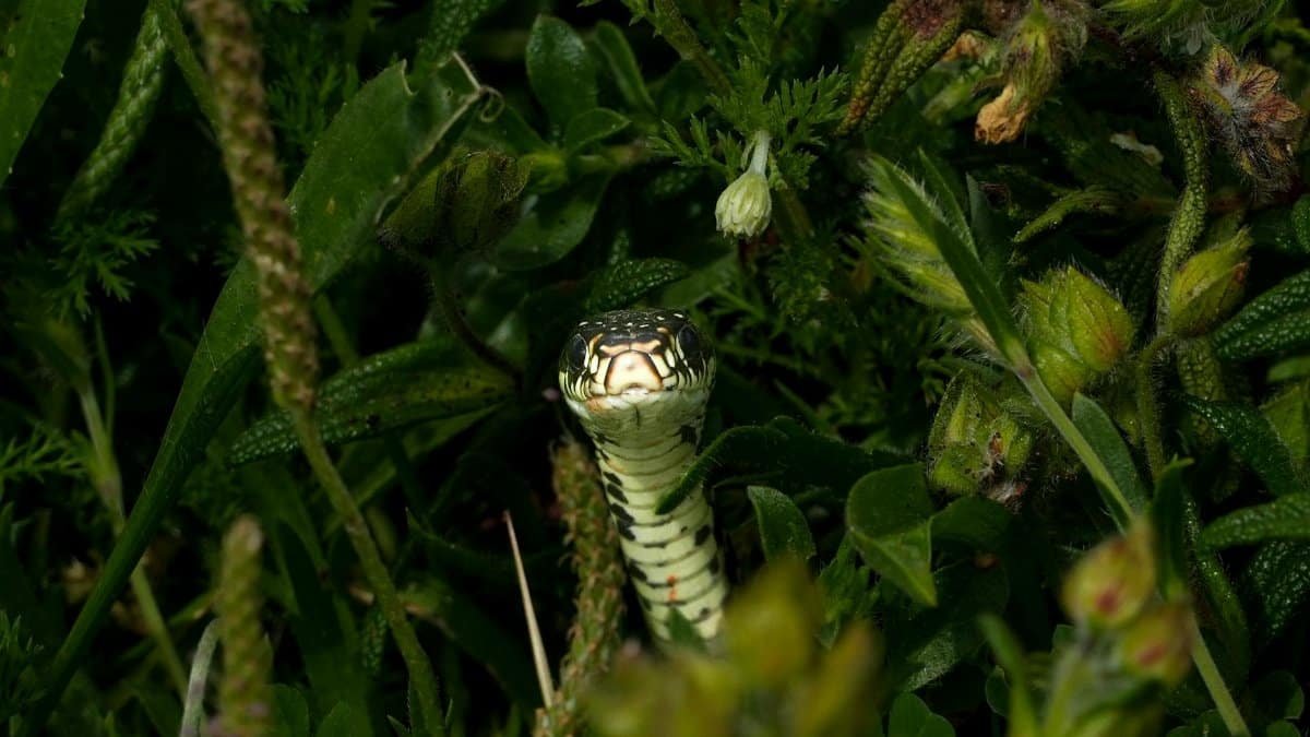 Close-up of a snake hidden in dense green plants, showcasing camouflage in nature.