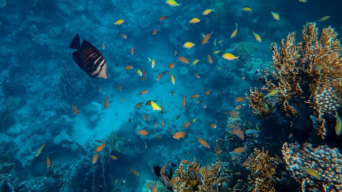 Explore the vivid underwater world of a coral reef teeming with colorful fish and marine biodiversity.