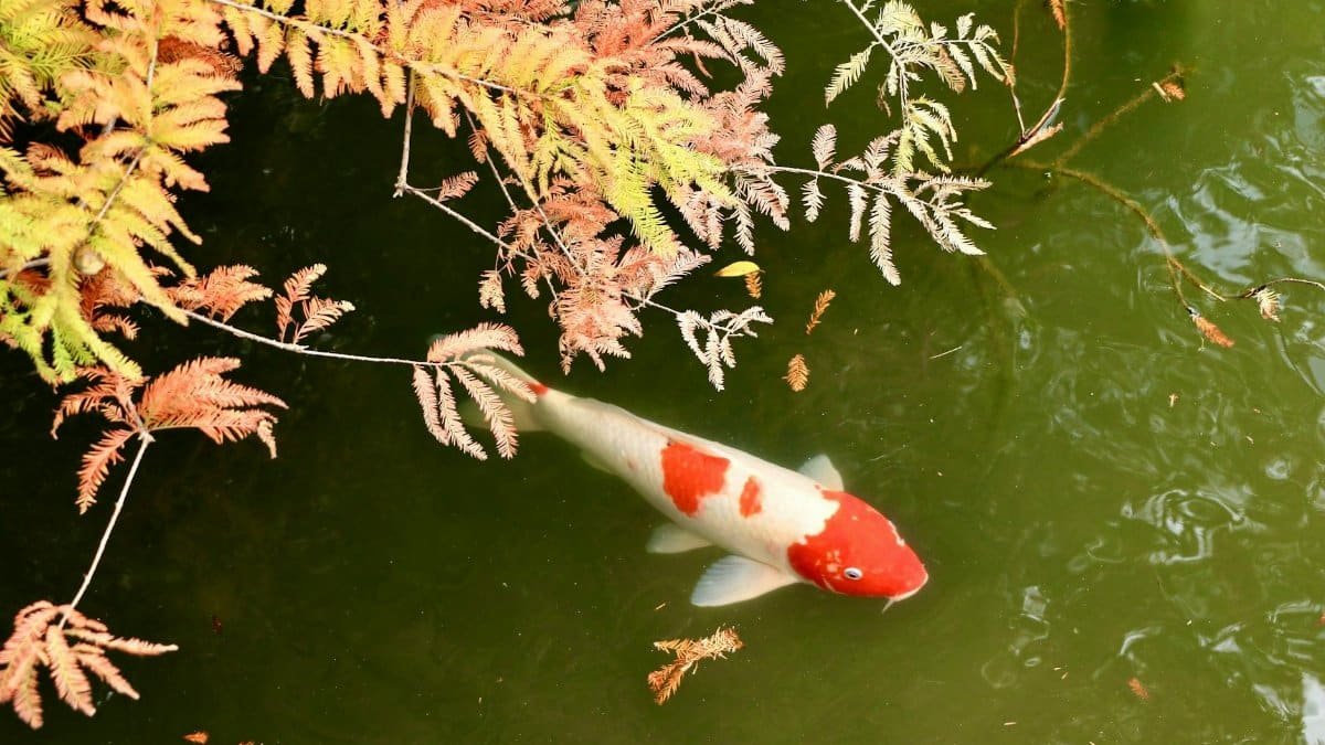 A vibrant koi fish swims under colorful foliage in a tranquil pond setting.
