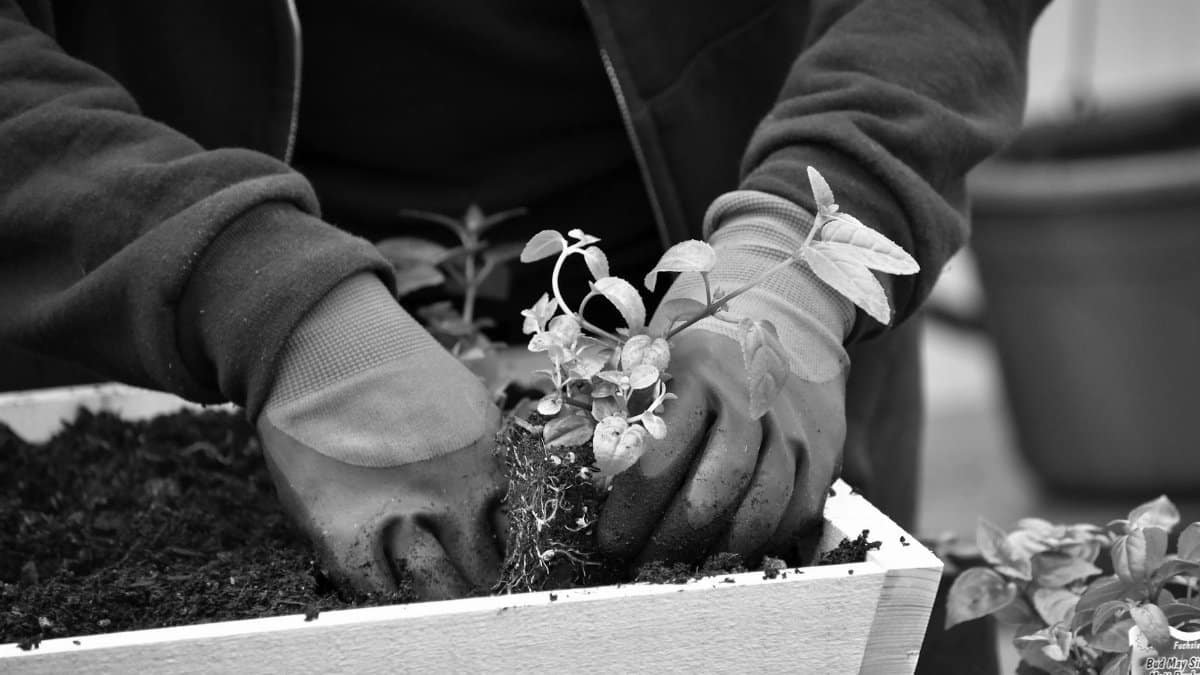 A close-up of hands in gloves planting in soil in a black and white image.