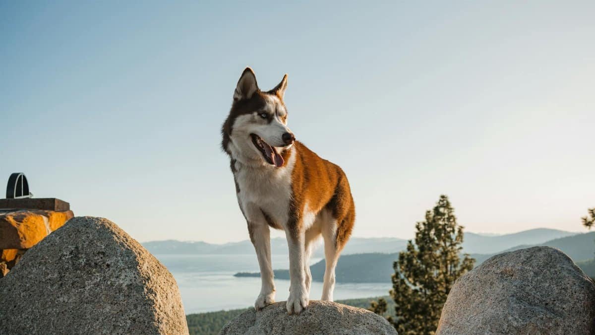 A Siberian Husky standing on rocks with a scenic view of Lake Tahoe, captured in daylight.