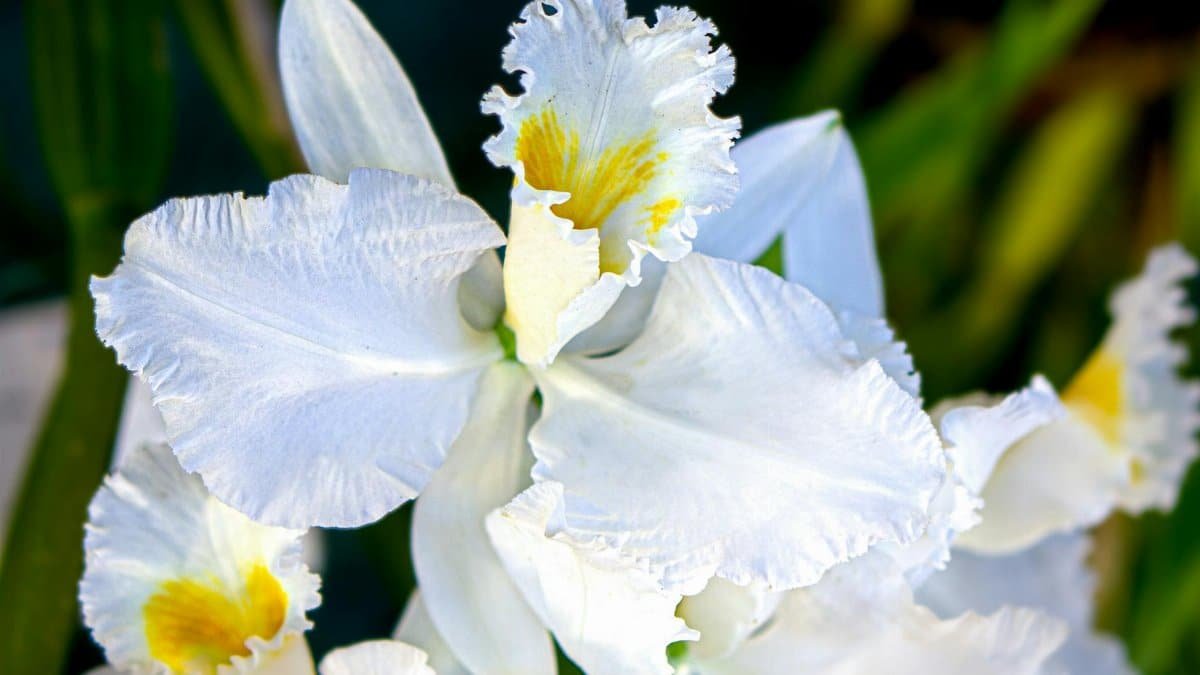 Detailed close-up of a white cattleya orchid with vibrant yellow details, showcasing its delicate petals.