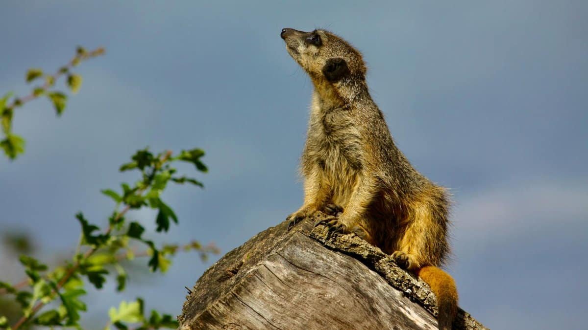 Close-up of a meerkat on a rock, showcasing wildlife behavior in natural surroundings.