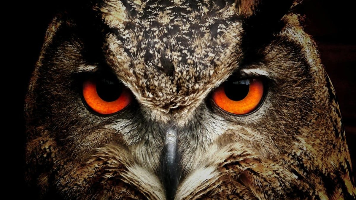 Intense close-up of an owl showcasing its vibrant orange eyes and detailed feathers.