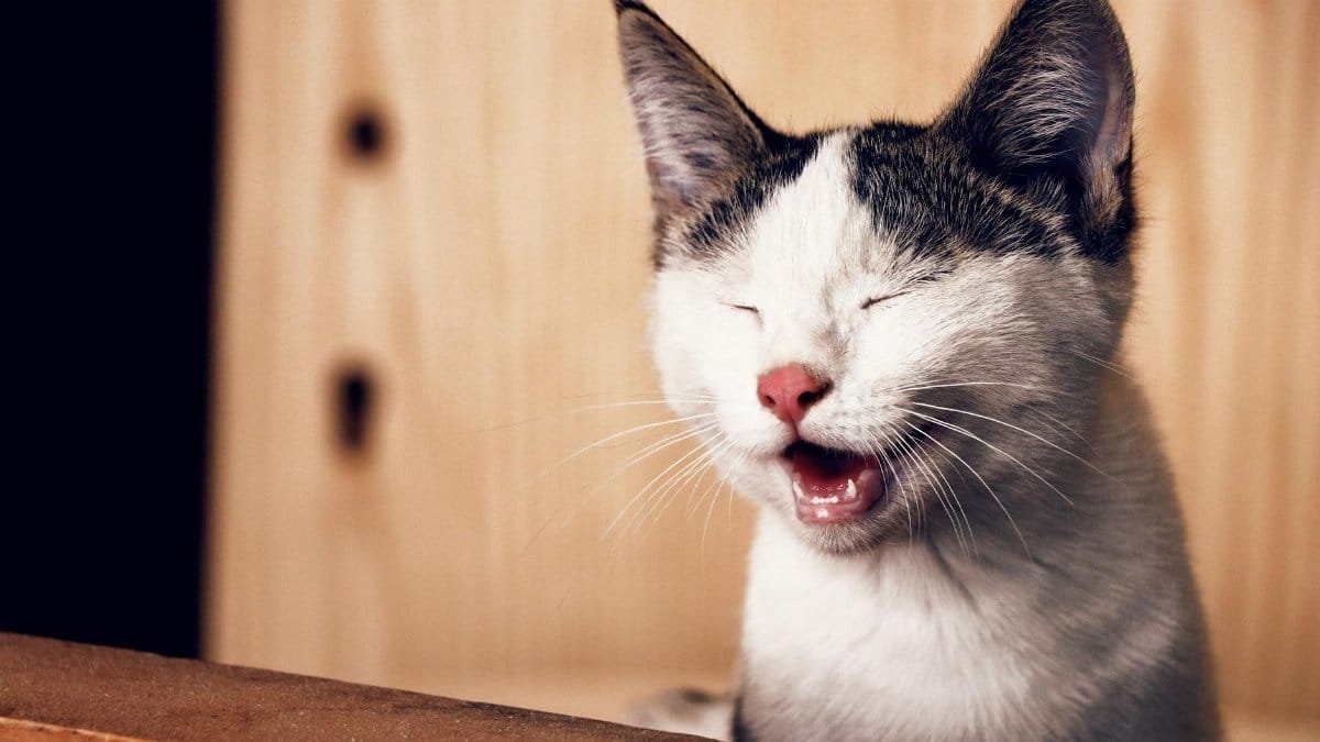 Close-up of a yawning kitten with eyes closed, capturing its playful and adorable expression.