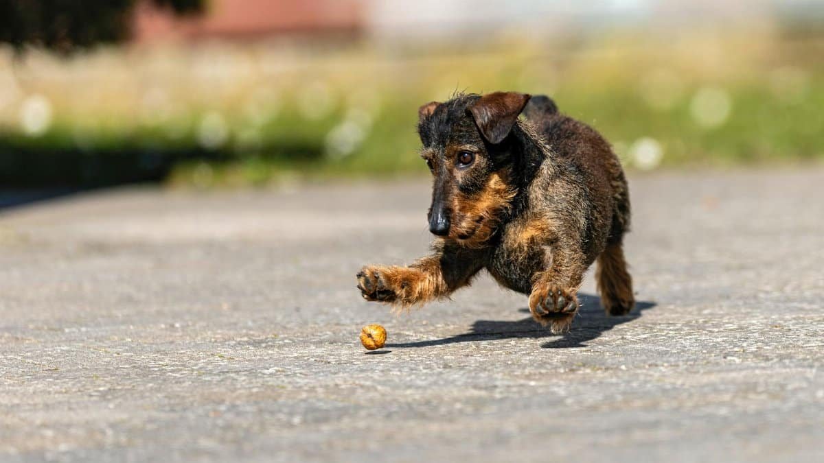 Playful dachshund energetically chasing a toy on a sunny day outdoors.