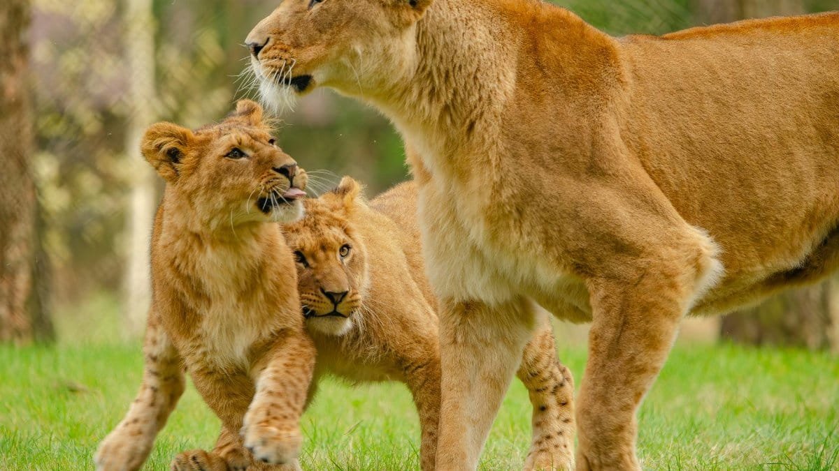 Lioness with playful cubs in a vibrant natural setting, showcasing wildlife dynamics.