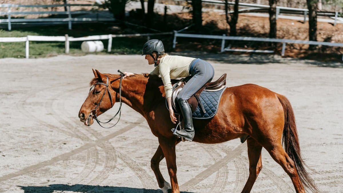 An equestrian rider stretching on a chestnut horse in a sunny outdoor paddock.