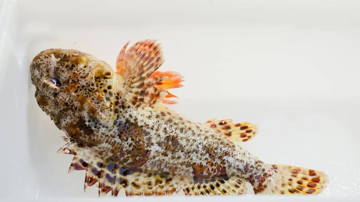 Detailed image of a fresh sculpin fish in a fish market, showcasing its unique spotted patterns.
