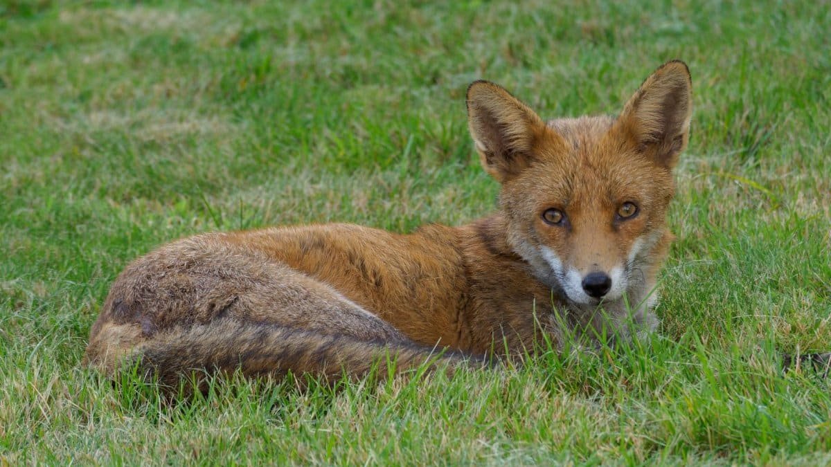 A serene red fox lies on green grass, capturing wildlife beauty.