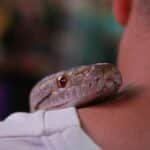 A snake rests on a person's shoulder, showcasing detailed scales and vibrant eyes.