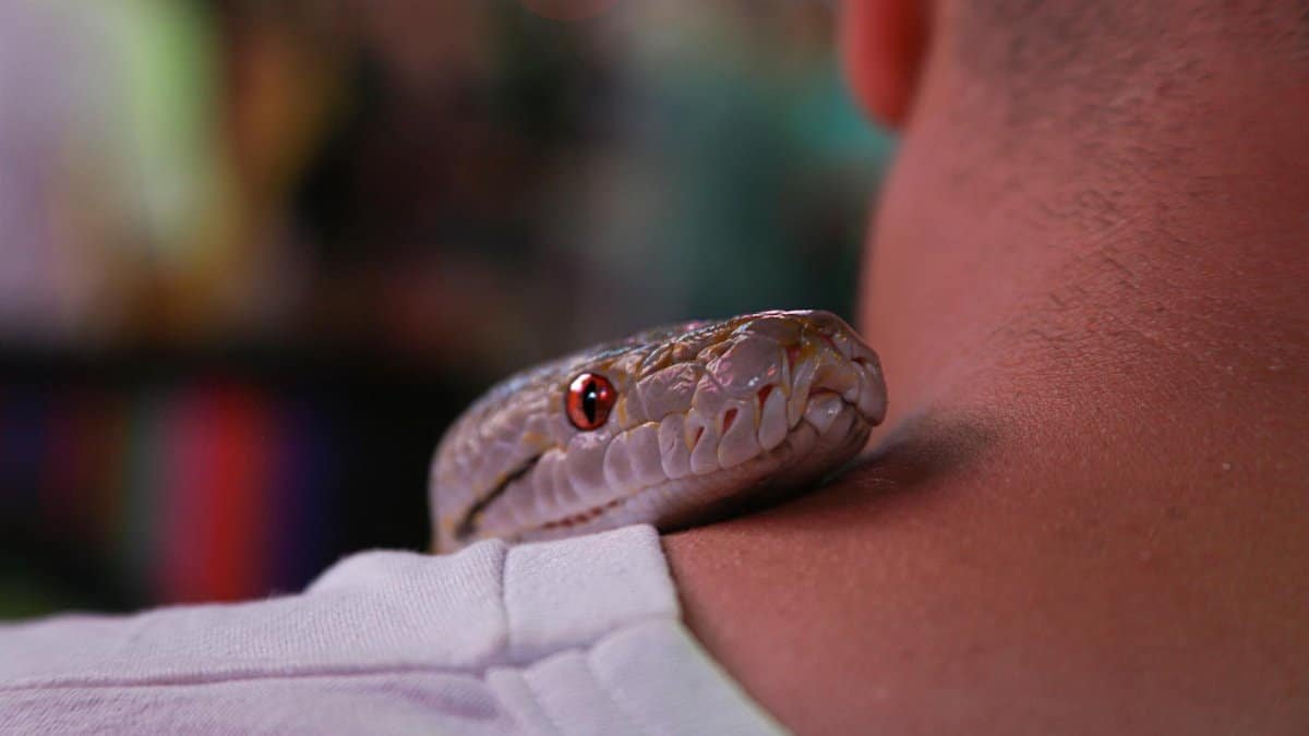 A snake rests on a person's shoulder, showcasing detailed scales and vibrant eyes.
