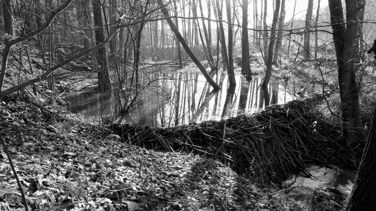 Serene black and white forest scene featuring a beaver dam and reflective pond.