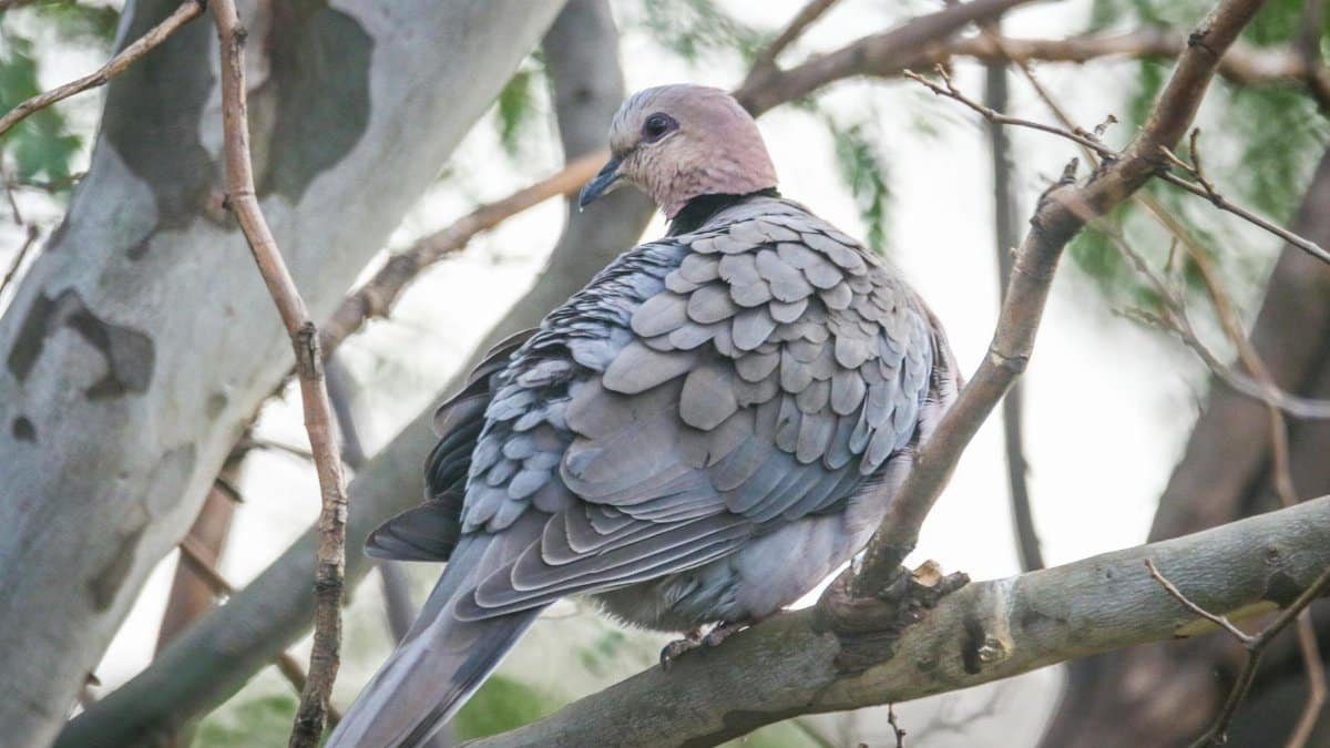 Beautiful dove with grey feathers perched on a branch in a natural park setting.