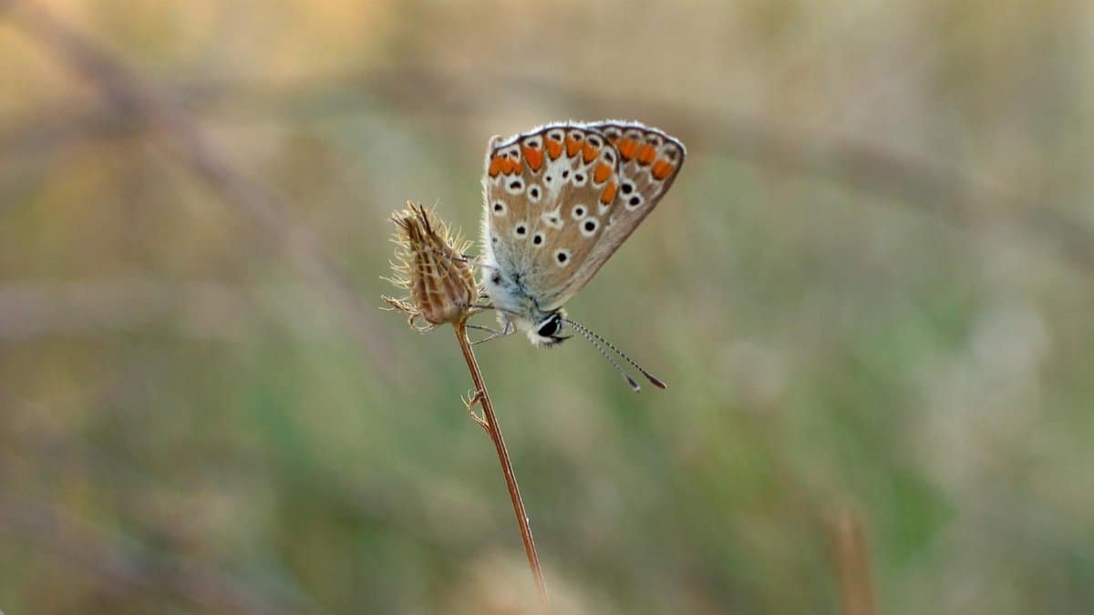 Delicate butterfly perched on a dry plant in a summer garden, showcasing its vibrant wings.