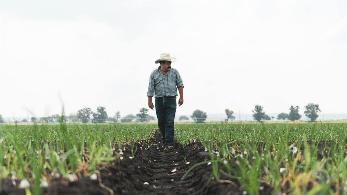 A male farmer in a hat walks across a vibrant agricultural field, embodying rural life.